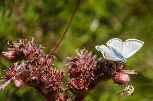 20130825_Valpelline_80