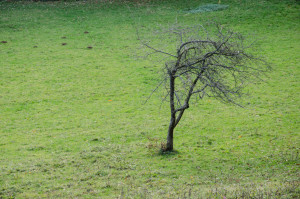 20131110_boschi in Autunno_25