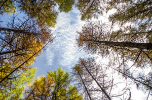 20141019_Foliage in Val di Rhemes_40