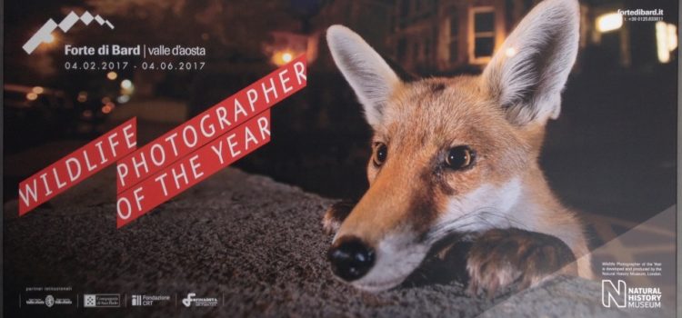 Wildlife Photographer of the Year Wildlife Photographer of the Year