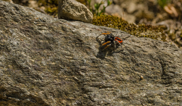 Roppolo – Close Up su insetti e aracnidi