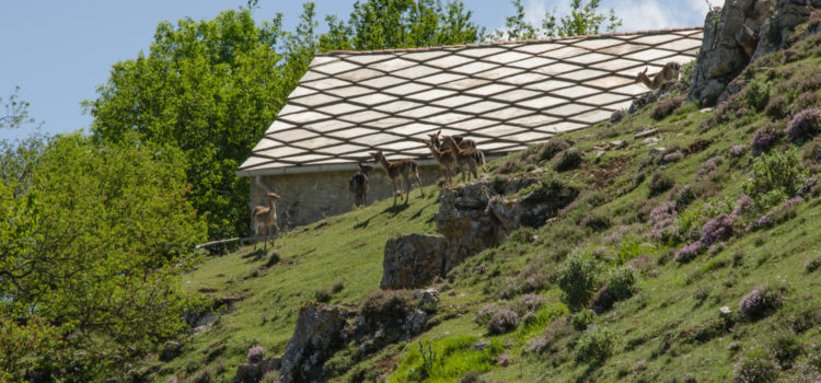 Daini all’Abbazia di San Pietro in Varatella