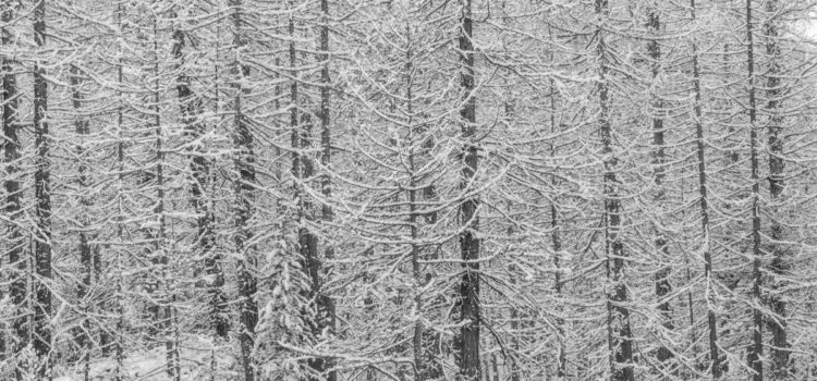 Val di Rhemes, 2 dicembre 2017: nevicata in B/N