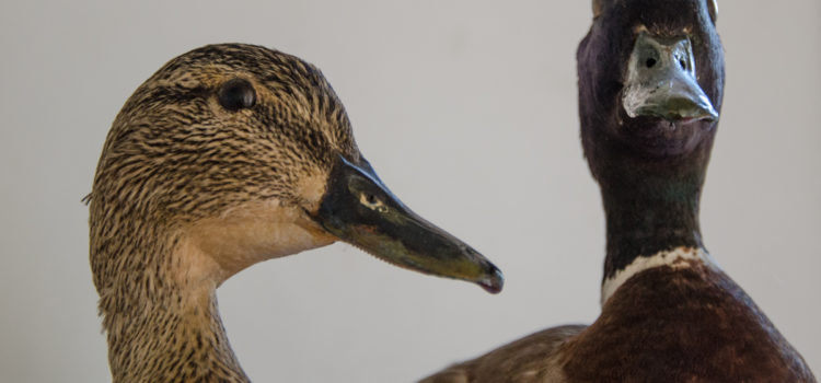 EXTRA! Mostra sull’Avifauna delle zone umide piemontesi