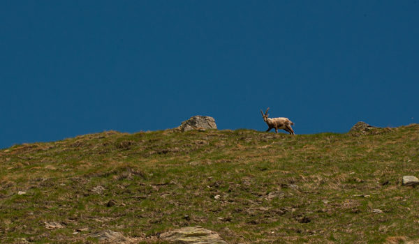 … e Stambecchi nel blu (cielo)