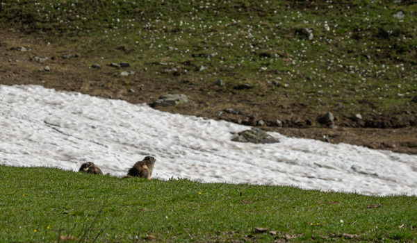 Marmotte sul bianco (neve) …