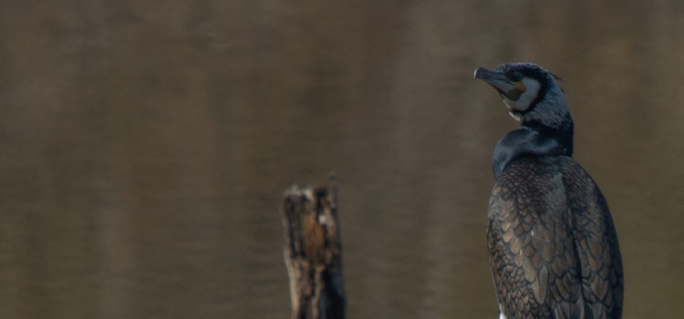 Cormorani a Roppolo