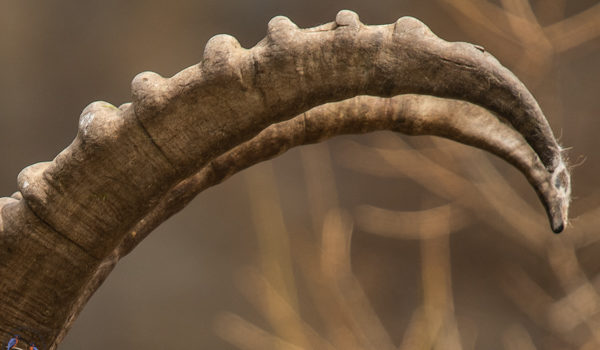 Capra ibex (Ritratti)