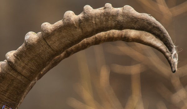 Capra ibex (Ritratti) Capra ibex (Ritratti)